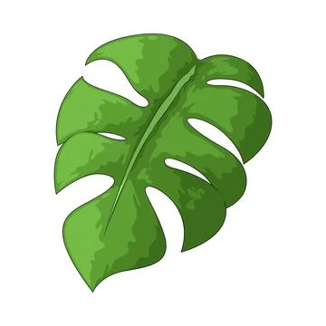 Monstera leaf illustration Stock Illustration