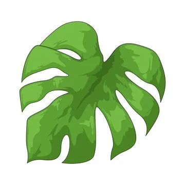 Monstera leaf illustration イラスト素材