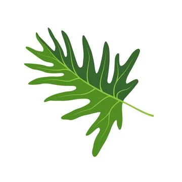 Monstera leaf illustration isolated on white 스톡 일러스트