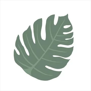 Monstera leaf, isolated hand drawn illustration, colored vector clipart, exotic Stock Illustration