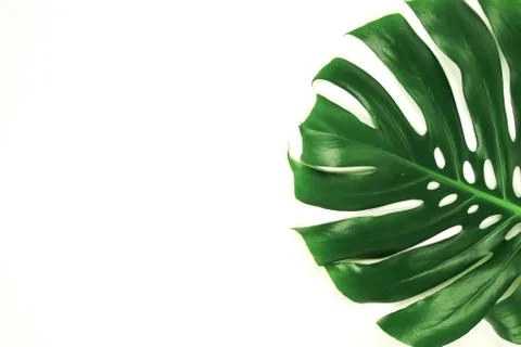 Monstera leaf isolated on white background top view close u Stock Photos