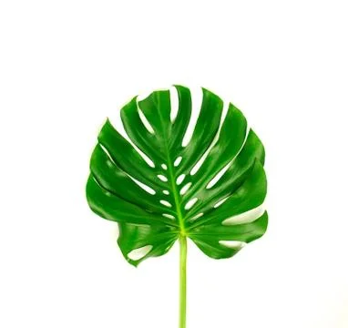 Monstera leaf isolated on white background top view close u Stock Photos