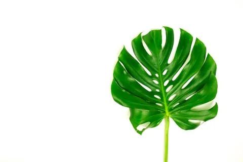 Monstera leaf  isolated on white background top view close u Stock Photos