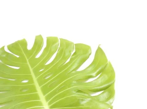 Monstera leaf isolated on white background with clipping path Stock Photos