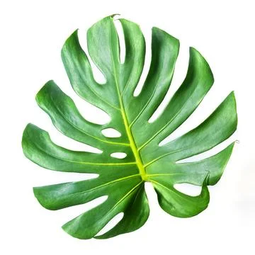 Monstera leaf isolated on white background. Stock Photos