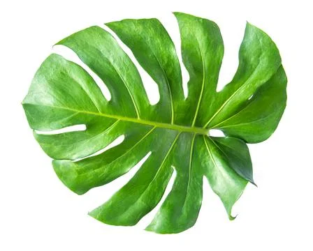 Monstera leaf isolated on white background. Stock Photos