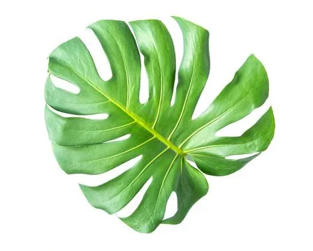 Monstera leaf isolated on white background. Stock Photos