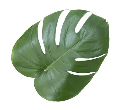 Monstera leaf isolated on white background. Stock Photos
