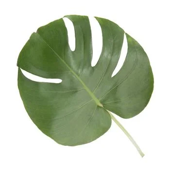 Monstera leaf isolated on white background. Stock Photos
