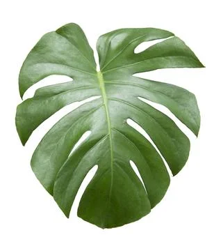 Monstera leaf isolated on white background. Stock Photos