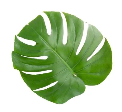 Monstera leaf isolated on white background. Stock Photos