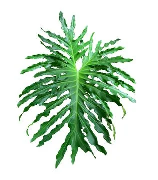 Monstera leaf isolated on white background. Stock Photos