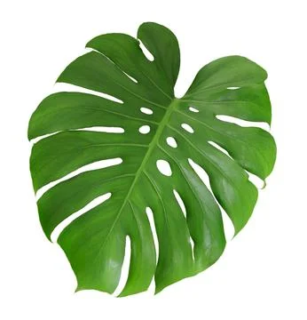 Monstera leaf isolated on white background. Swiss cheese plant. Stock Photos