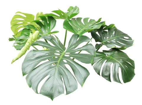 Monstera leaf isolated on white background Stock Photos