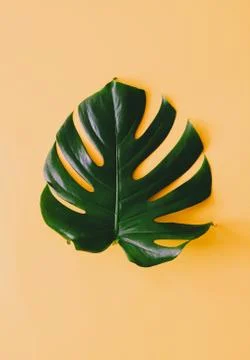 Monstera leaf isolated on yellow background Stock Photos