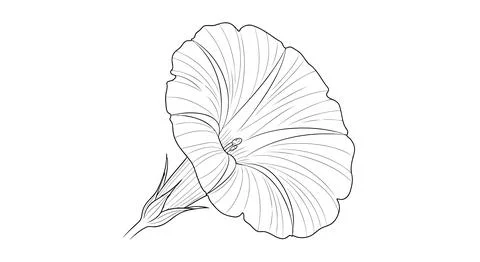 Monstera leaf line art Stock Illustration