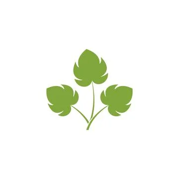 Monstera leaf logo Illustration