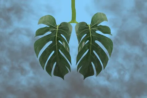 Monstera leaf lungs shape,surrounded by gray toxic smoke,CO2.Harm to human body Stock Photos