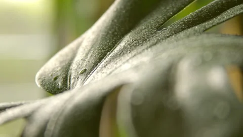 Monstera Leaf Misted With Water Stock Footage 262607472