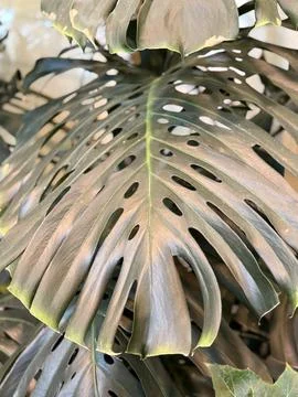 Monstera leaf with natural hole pattern forming lush green tropical foliage.. Stock Photos