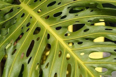 Monstera leaf palm. Pattern of a green leaf of a tropical monstera plant for Foto stock