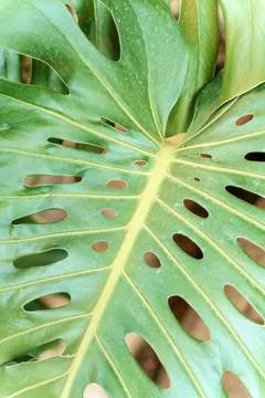 Monstera leaf palm. Pattern of a green leaf of a tropical monstera plant for Foto stock