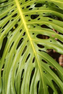 Monstera leaf palm. Pattern of a green leaf of a tropical monstera plant for Foto stock