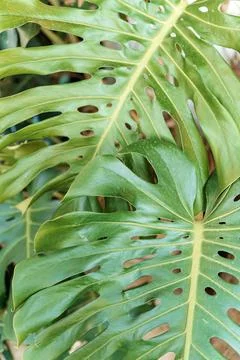 Monstera leaf palm. Pattern of a green leaf of a tropical monstera plant for Foto stock