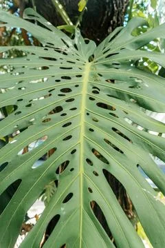 Monstera leaf palm. Pattern of a green leaf of a tropical monstera plant for Foto stock