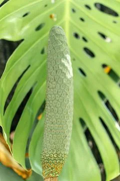 Monstera leaf palm. Pattern of a green leaf of a tropical monstera plant for Foto stock