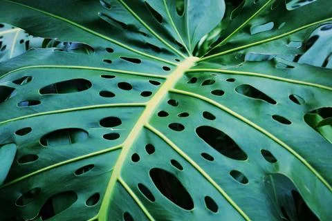 Monstera leaf from the park, close-up 写真素材