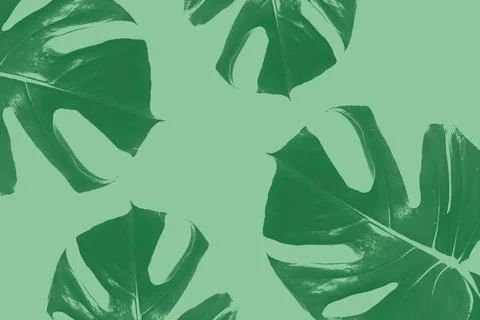 Monstera leaf pattern makes a natural green background with plant leaves in a Foto stock