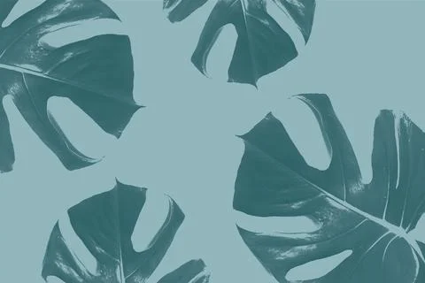 Monstera leaf pattern makes a natural green background with plant leaves in a Foto stock