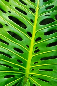 Monstera leaf Stock Photos