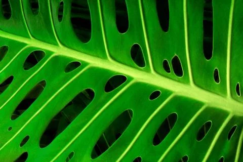 Monstera leaf Stock Photos