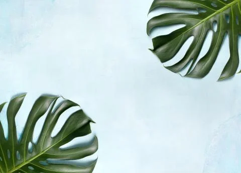 Monstera leaf Stock Photos
