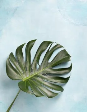Monstera leaf Stock Photos