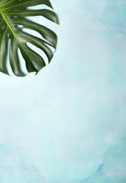 Monstera leaf Stock Photos