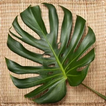 Monstera leaf Stock Photos