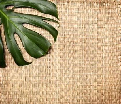 Monstera leaf Stock Photos
