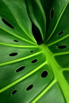 Monstera leaf Stock Photos