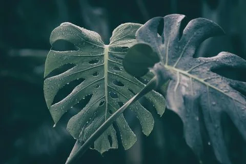 Monstera leaf Stock Photos