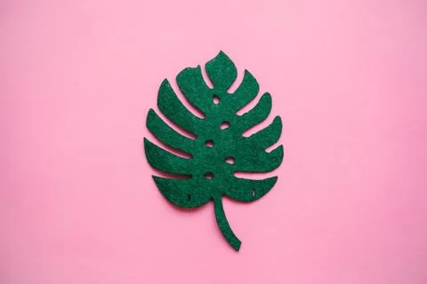 Monstera leaf on a pink background in minimal style Stock Photos