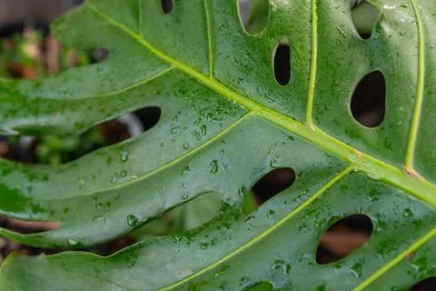 Monstera Leaf With Rain Drops Closeup Stock Photos