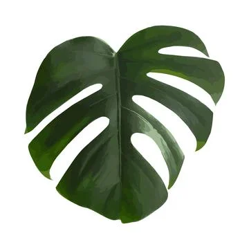 Monstera leaf, realistic design isolated on white background. Vector Stock Illustration