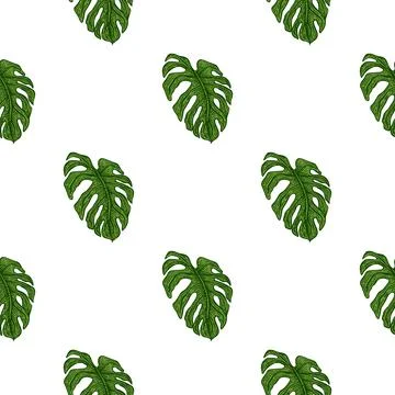 Monstera leaf seamless pattern.Vintage tropical branch in engraving style. Stock Illustration