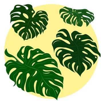 Monstera leaf set, vector image. Plant elements 스톡 일러스트