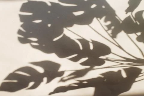 Monstera leaf shadow on gray background with space for text. nature backgroun Foto stock