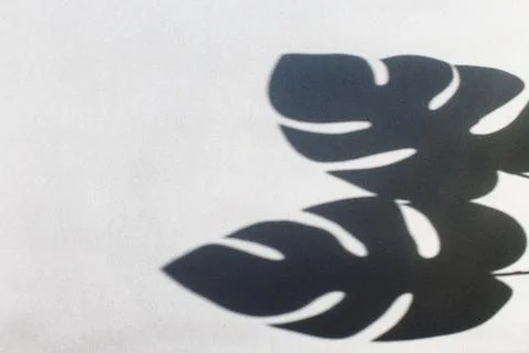 Monstera leaf shadow on gray background with space for text. nature backgroun Stock Photos