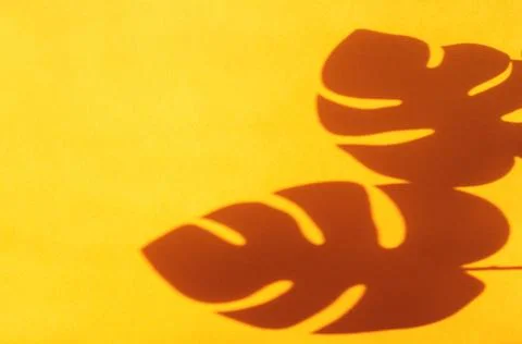 Monstera leaf shadow on orange background with space for text. nature backgro 스톡 사진